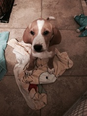American Foxhound Dogs for adoption in Sanford, FL, USA