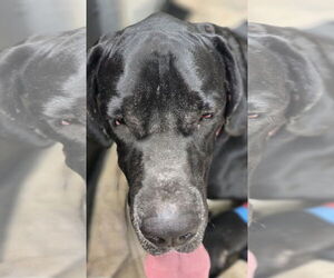 Great Dane Dogs for adoption in Palm Beach, FL, USA