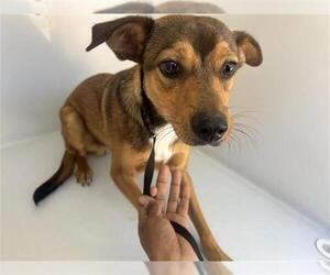 Chihuahua-Unknown Mix Dogs for adoption in Houston, TX, USA