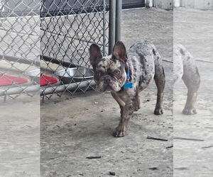 French Bulldog-Unknown Mix Dogs for adoption in Plainfield, IL, USA