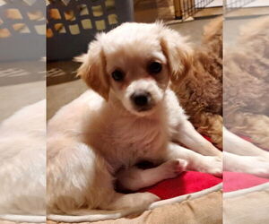 Chilier Dogs for adoption in Sequim, WA, USA