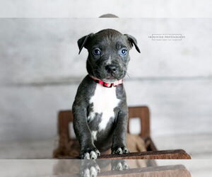 American Pit Bull Terrier Dogs for adoption in Rockville, MD, USA