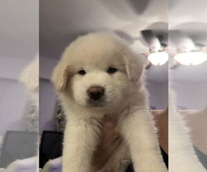 Great Pyrenees-Maremma Sheepdog Mix Dogs for adoption in Raleigh, NC, USA