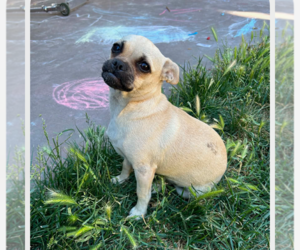 Pug-Unknown Mix Dogs for adoption in Chico, CA, USA