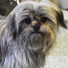 Lhasa Apso Dogs for adoption in Huntley, IL, USA