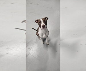 American Staffordshire Terrier-Unknown Mix Dogs for adoption in Studio City, CA, USA