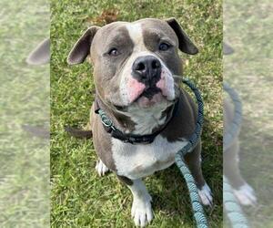 American Staffordshire Terrier Dogs for adoption in Fort Lauderdale, FL, USA