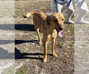 Golden Retriever-Unknown Mix Dogs for adoption in Wilmington, NC, USA