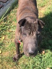 Chinese Shar-Pei Dogs for adoption in Kettering, OH, USA