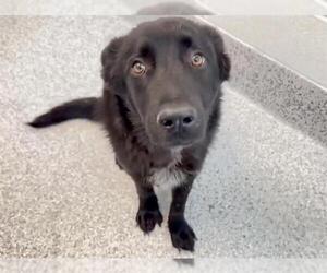 German Shepherd Dog Dogs for adoption in Houston, TX, USA