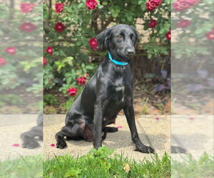 Retriever -Spaniel Mix Dogs for adoption in PIPE CREEK, TX, USA
