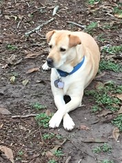 Chinese Shar-Pei-Labrador Retriever Mix Dogs for adoption in Seguin, TX, USA