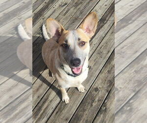 Catahoula Leopard Dog-Unknown Mix Dogs for adoption in Boston, MA, USA