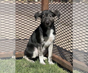 Mutt Dogs for adoption in Phoenix, AZ, USA
