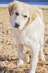 Great Pyrenees Dogs for adoption in Pryor, OK, USA
