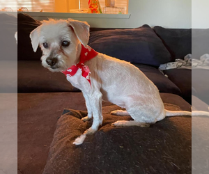Maltipoo Dogs for adoption in Las Vegas, NV, USA