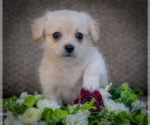 Chiranian Dogs for adoption in Bellevue, WA, USA