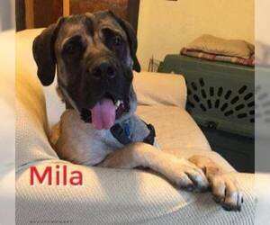 Mastiff Dogs for adoption in Manchester, IA, USA