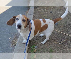 Basset Hound Dogs for adoption in Petaluma, CA, USA