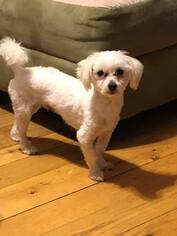 Maltipoo Dogs for adoption in Hedgesville, WV, USA