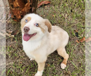 Australian Shepherd-Unknown Mix Dogs for adoption in Cranston, RI, USA