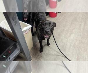 American Pit Bull Terrier-Unknown Mix Dogs for adoption in Pasadena, CA, USA