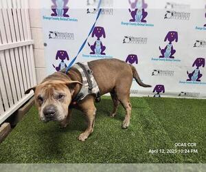 Chinese Shar-Pei-Unknown Mix Dogs for adoption in Orlando, FL, USA