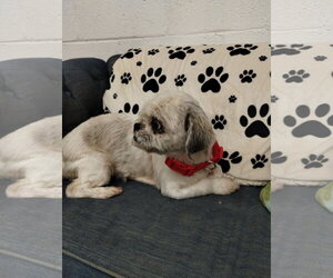 Shih Tzu Dogs for adoption in York, SC, USA
