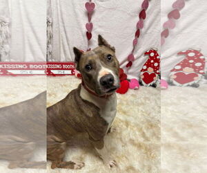 American Pit Bull Terrier-Unknown Mix Dogs for adoption in Germantown, OH, USA
