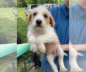 Poodle (Standard)-Unknown Mix Dogs for adoption in SHERBURNE, NY, USA