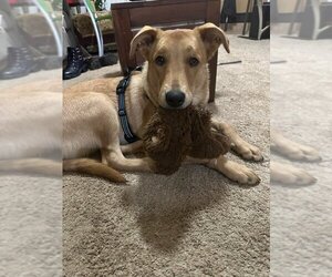 Collie-Retriever  Mix Dogs for adoption in Newnan, GA, USA