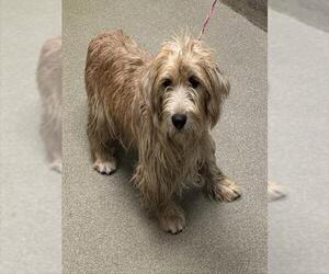 Mutt Dogs for adoption in Las Vegas, NV, USA