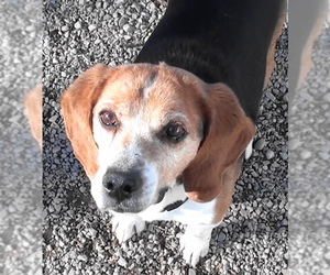 Beagle Dogs for adoption in Salt Lake City, UT, USA