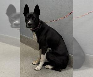 American Pit Bull Terrier-Unknown Mix Dogs for adoption in Las Vegas, NV, USA