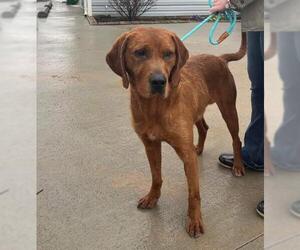 Black and Tan Coonhound-Labrador Retriever Mix Dogs for adoption in Bedford, VA, USA