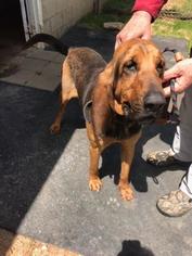 Bloodhound Dogs for adoption in Bauxite, AR, USA
