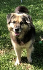 Shepradors Dogs for adoption in Weston, FL, USA