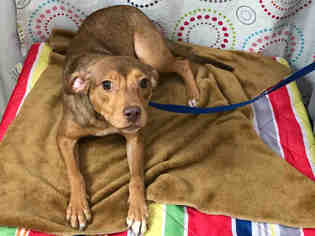 Meagle Dogs for adoption in Sugar Land, TX, USA