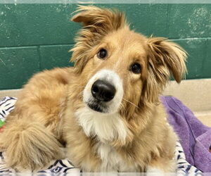 Golden Retriever-Unknown Mix Dogs for adoption in Raleigh, NC, USA