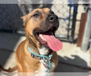 American Pit Bull Terrier-Unknown Mix Dogs for adoption in Tulsa, OK, USA
