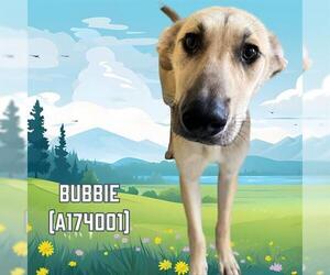 German Shepherd Dog-Unknown Mix Dogs for adoption in Tulsa, OK, USA