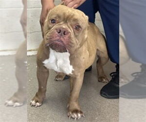 Bulldog Dogs for adoption in San Bernardino, CA, USA