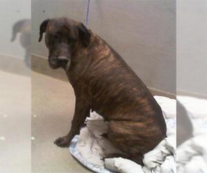 Great Dane-Unknown Mix Dogs for adoption in Las Vegas, NV, USA