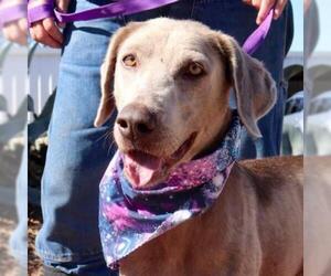 Weimaraner Dogs for adoption in Von Ormy, TX, USA