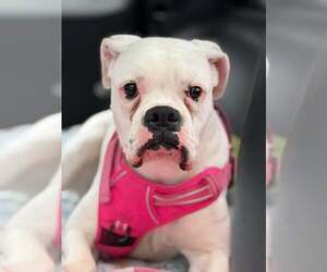 Boxer Dogs for adoption in Woodbury, MN, USA