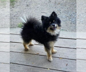 Pomeranian Dogs for adoption in Chester, NJ, USA