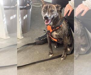 Mutt Dogs for adoption in Santa Cruz, CA, USA