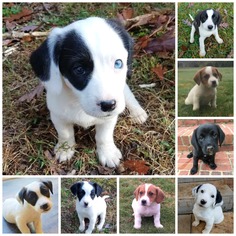 Beagi Dogs for adoption in Brownsboro, AL, USA
