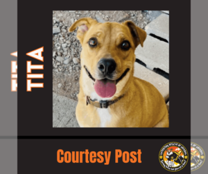 Labrador Retriever-Shiba Inu Mix Dogs for adoption in Chandler, AZ, USA