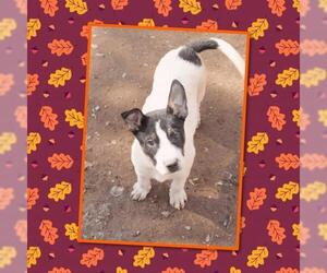 Australian Shepherd-Unknown Mix Dogs for adoption in Chandler, AZ, USA